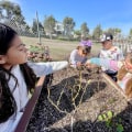 The Impact of Lobbying Laws on Politics in Chula Vista, CA
